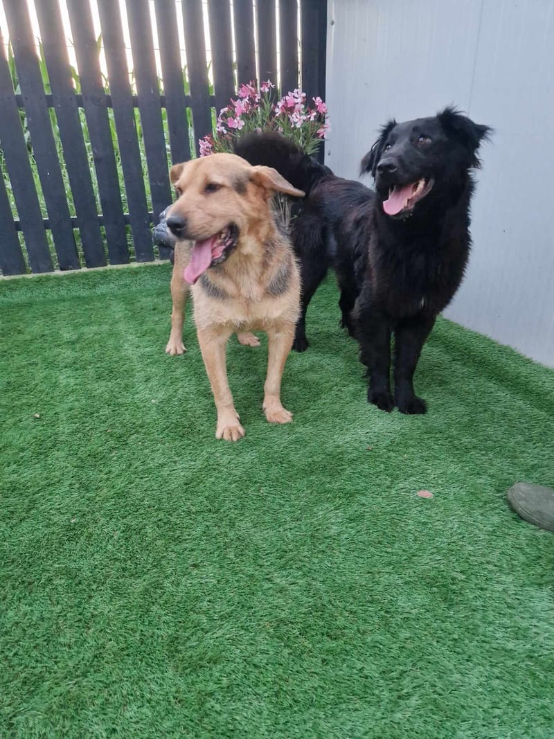 *** PRE RESERVATIE *** C A M I E L (C A M I L L E K E ) 