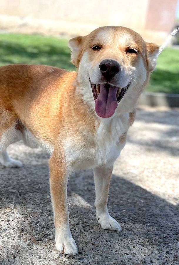 M I L O   ***  GEADOPTEERD  ***