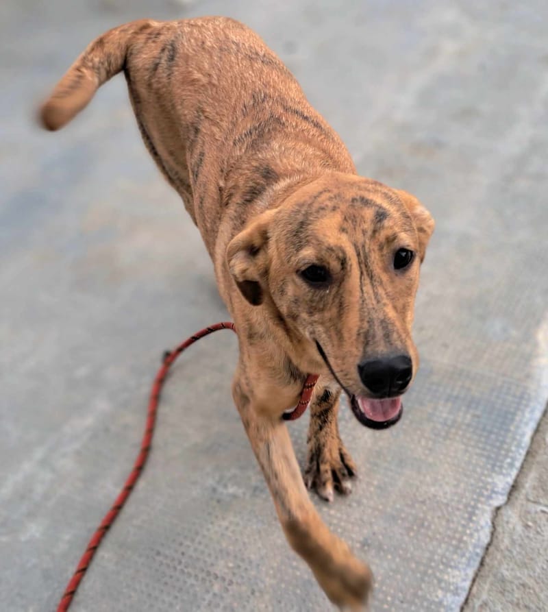 *** PRE RESERVATIE *** 🐾✨ Zira (Zephira), super mooie jongedame met een hart van goud! ✨🐾    