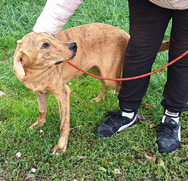 *** PRE RESERVATIE *** 🐾✨ Zira (Zephira), super mooie jongedame met een hart van goud! ✨🐾    