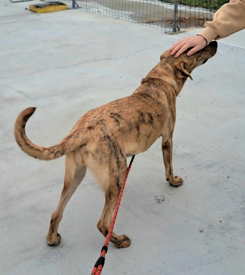 *** PRE RESERVATIE *** 🐾✨ Zira (Zephira), super mooie jongedame met een hart van goud! ✨🐾    