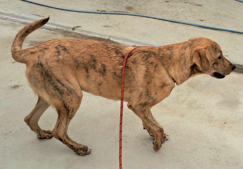 *** PRE RESERVATIE *** 🐾✨ Zira (Zephira), super mooie jongedame met een hart van goud! ✨🐾    