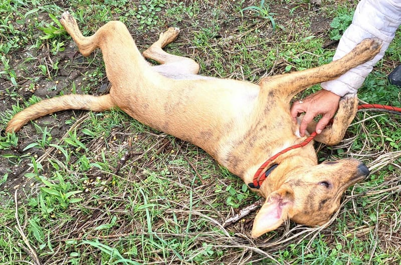 *** PRE RESERVATIE *** 🐾✨ Zira (Zephira), super mooie jongedame met een hart van goud! ✨🐾    