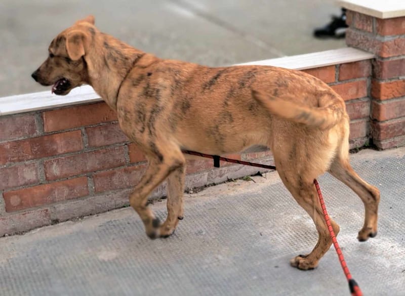 *** PRE RESERVATIE *** 🐾✨ Zira (Zephira), super mooie jongedame met een hart van goud! ✨🐾    