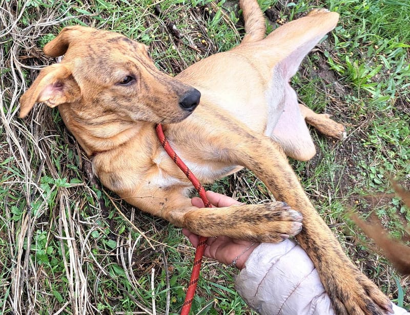 *** PRE RESERVATIE *** 🐾✨ Zira (Zephira), super mooie jongedame met een hart van goud! ✨🐾    