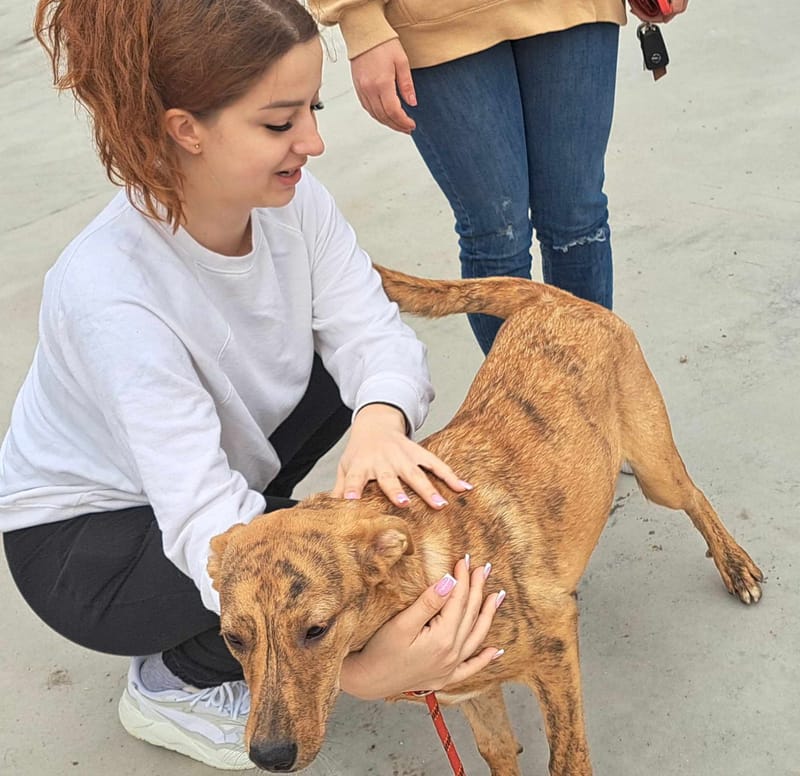 *** PRE RESERVATIE *** 🐾✨ Zira (Zephira), super mooie jongedame met een hart van goud! ✨🐾    