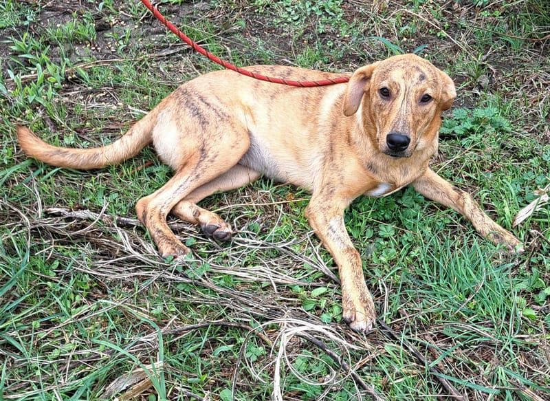 *** PRE RESERVATIE *** 🐾✨ Zira (Zephira), super mooie jongedame met een hart van goud! ✨🐾    