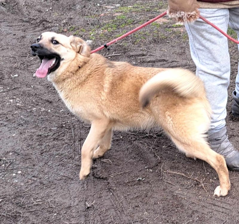 B R I O C H E - 🐾❤️ Herken jij de stille roep om liefde in haar ogen? ❤️🐾