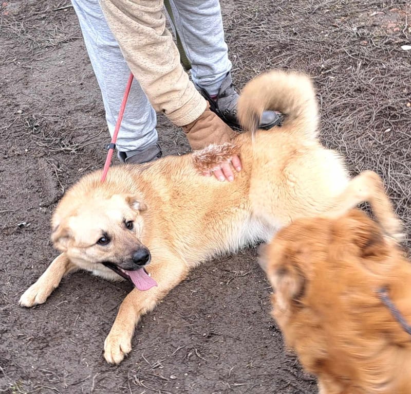 B R I O C H E - 🐾❤️ Herken jij de stille roep om liefde in haar ogen? ❤️🐾