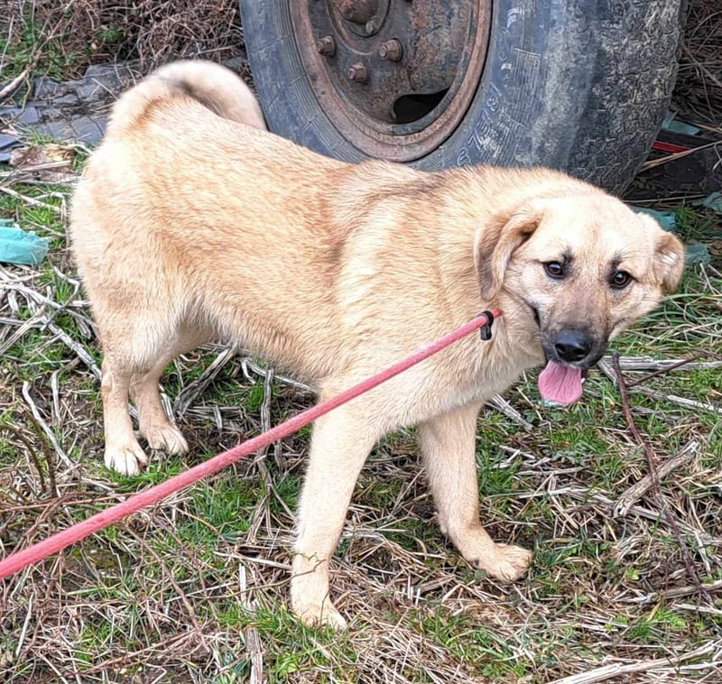 B R I O C H E - 🐾❤️ Herken jij de stille roep om liefde in haar ogen? ❤️🐾