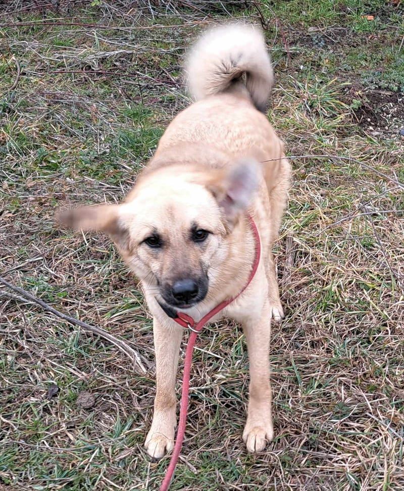 B R I O C H E - 🐾❤️ Herken jij de stille roep om liefde in haar ogen? ❤️🐾