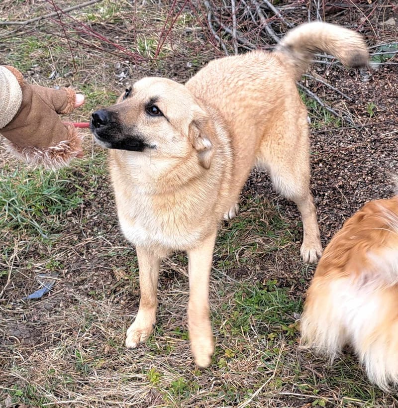 B R I O C H E - 🐾❤️ Herken jij de stille roep om liefde in haar ogen? ❤️🐾