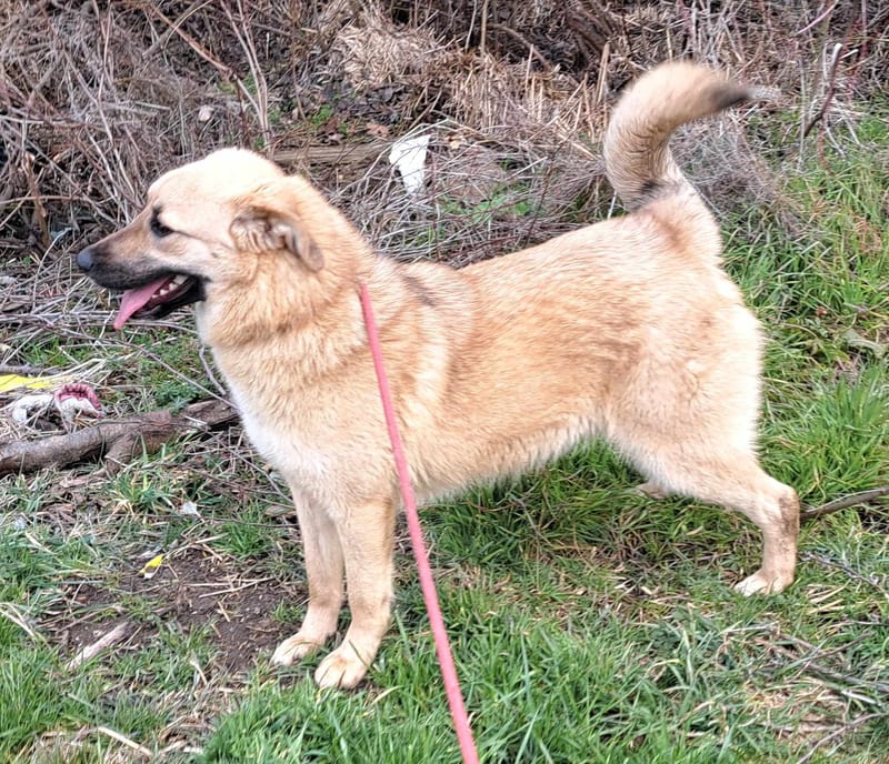 B R I O C H E - 🐾❤️ Herken jij de stille roep om liefde in haar ogen? ❤️🐾