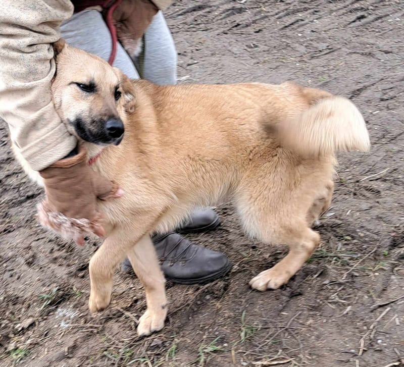 B R I O C H E - 🐾❤️ Herken jij de stille roep om liefde in haar ogen? ❤️🐾