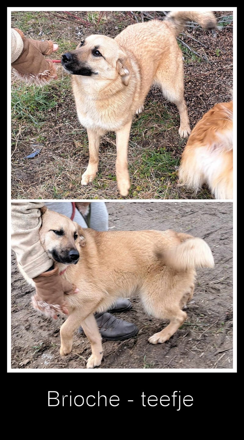 B R I O C H E - 🐾❤️ Herken jij de stille roep om liefde in haar ogen? ❤️🐾