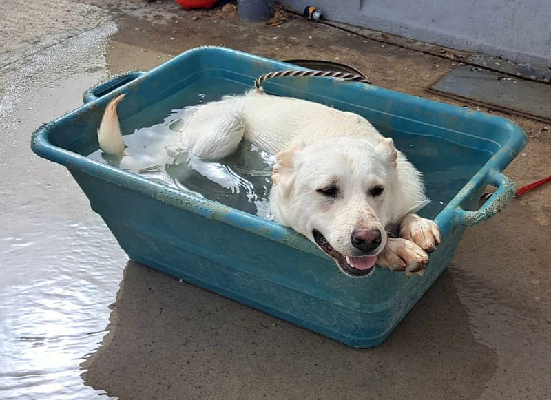 J O S H    *** GEADOPTEERD IN UK  ***