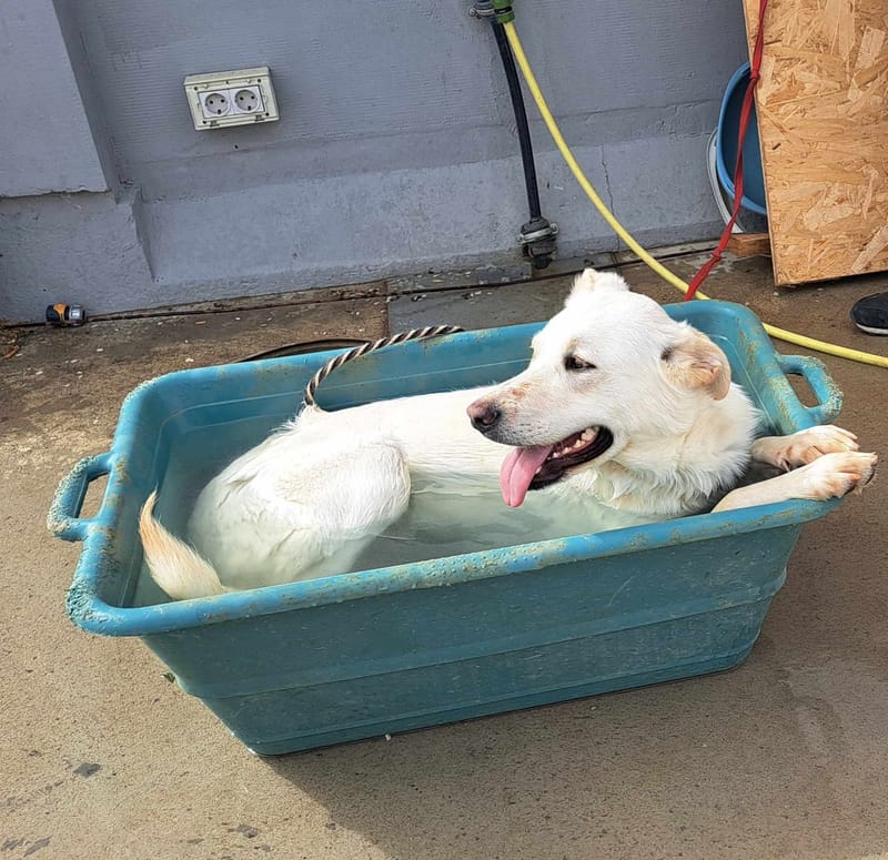 J O S H    *** GEADOPTEERD IN UK  ***