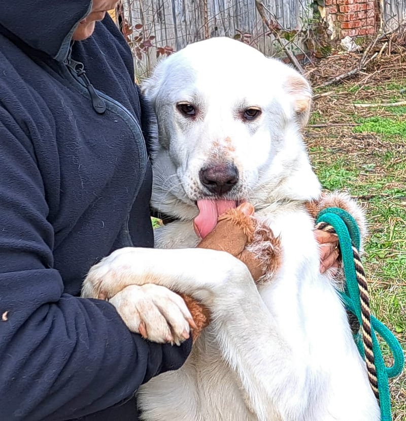 J O S H    *** GEADOPTEERD IN UK  ***