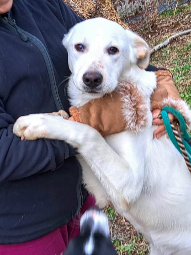 J O S H    *** GEADOPTEERD IN UK  ***