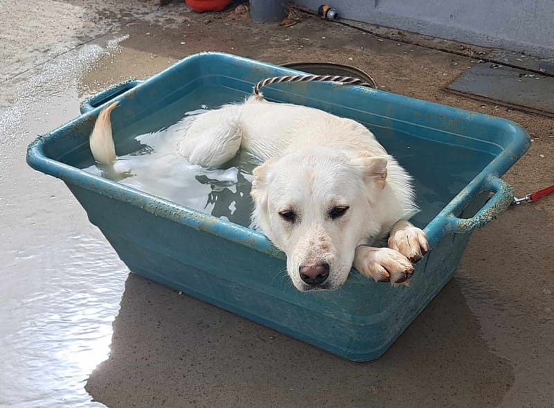 J O S H    *** GEADOPTEERD IN UK  ***