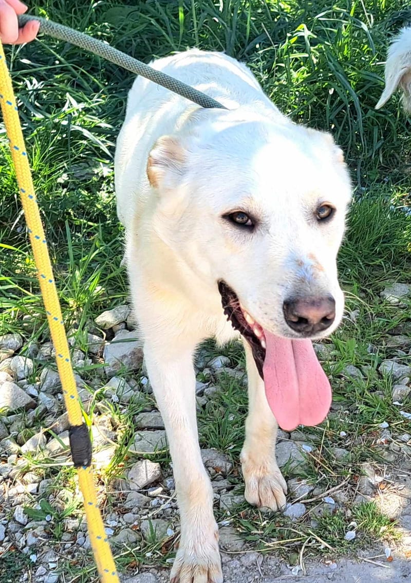 J O S H    *** GEADOPTEERD IN UK  ***