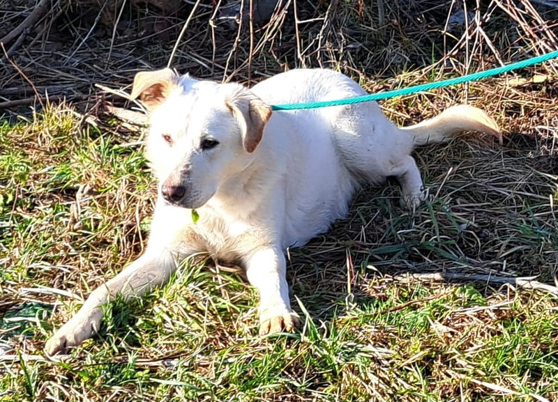 J O S H    *** GEADOPTEERD IN UK  ***