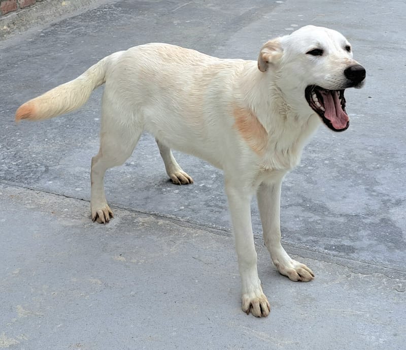 J O S H    *** GEADOPTEERD IN UK  ***