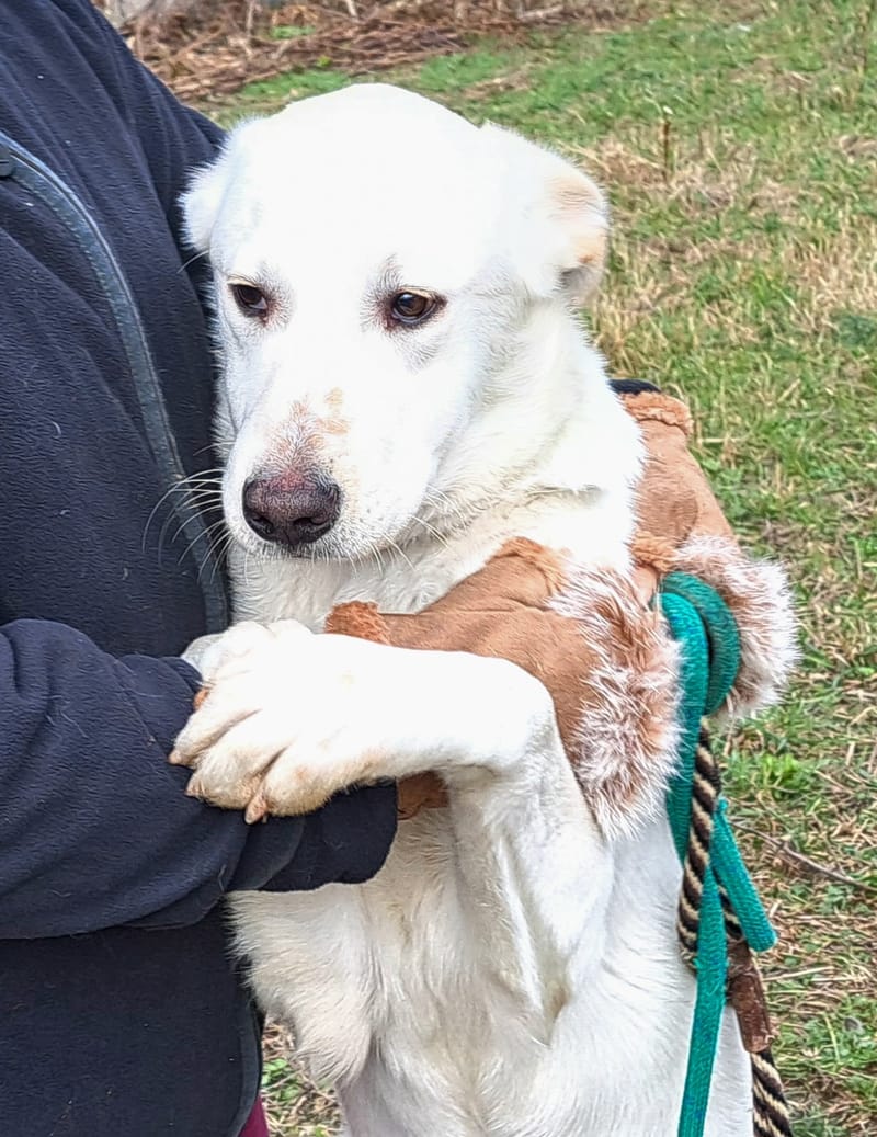 J O S H    *** GEADOPTEERD IN UK  ***