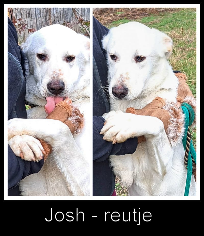 J O S H    *** GEADOPTEERD IN UK  ***