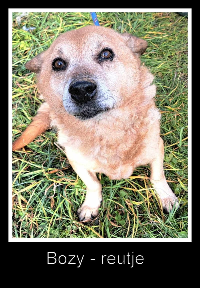 B O Z Y *** SENIOR ALERT - OP HOLD WEGENS ZIJN HARTJE ***