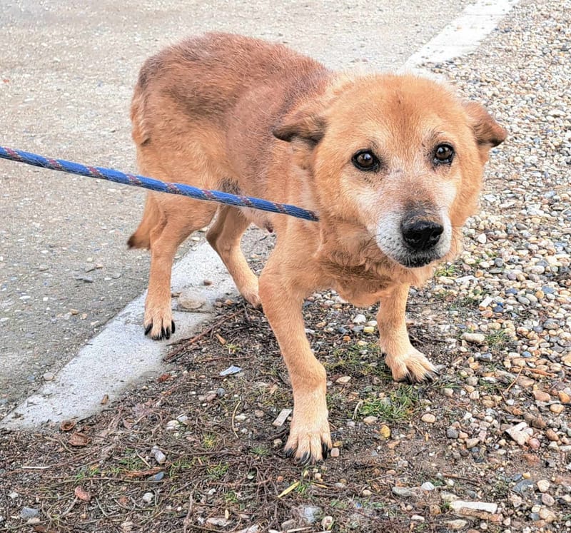 B O Z Y *** SENIOR ALERT - OP HOLD WEGENS ZIJN HARTJE ***