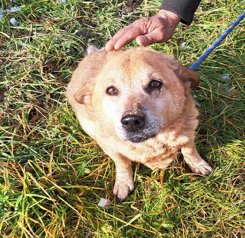B O Z Y *** SENIOR ALERT - OP HOLD WEGENS ZIJN HARTJE ***