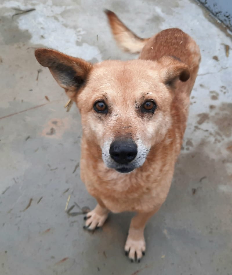 B O Z Y *** SENIOR ALERT - OP HOLD WEGENS ZIJN HARTJE ***