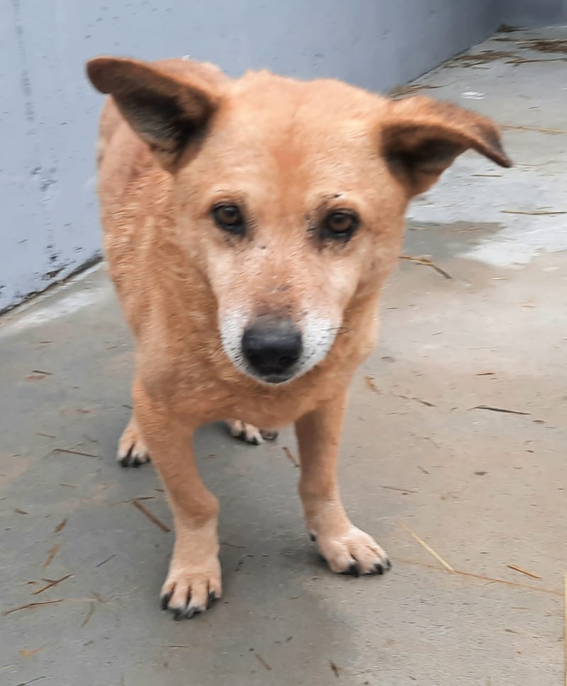 B O Z Y *** SENIOR ALERT - OP HOLD WEGENS ZIJN HARTJE ***