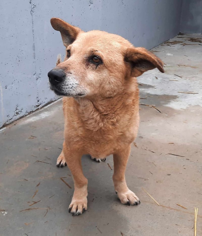 B O Z Y *** SENIOR ALERT - OP HOLD WEGENS ZIJN HARTJE ***