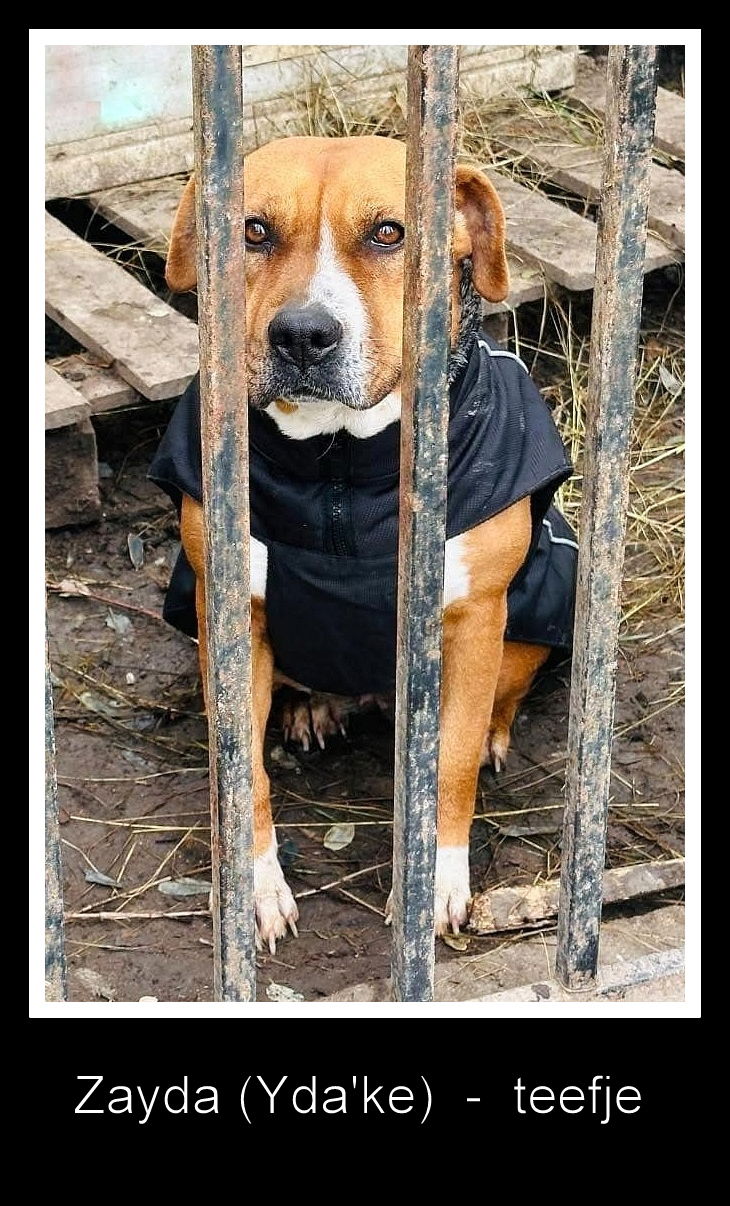 Z A Y D A   (Y D A'K E ) 