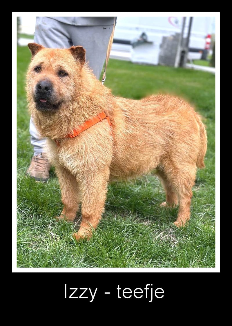 I Z Z Y  ***ADOPTIEBIJDRAGE GESPONSORD - REEDS 2 JAAR IN SHELTER - ZIE INFO ***