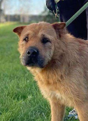 I Z Z Y  ***ADOPTIEBIJDRAGE GESPONSORD - REEDS 2 JAAR IN SHELTER - ZIE INFO ***