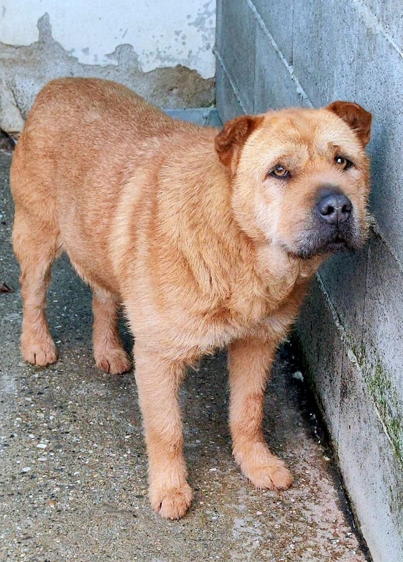 I Z Z Y  ***ADOPTIEBIJDRAGE GESPONSORD - REEDS 2 JAAR IN SHELTER - ZIE INFO ***