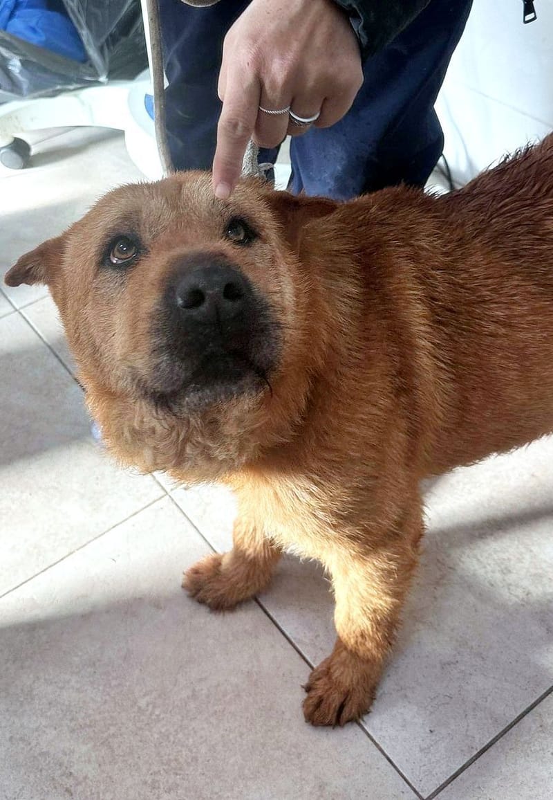 I Z Z Y  ***ADOPTIEBIJDRAGE GESPONSORD - REEDS 2 JAAR IN SHELTER - ZIE INFO ***