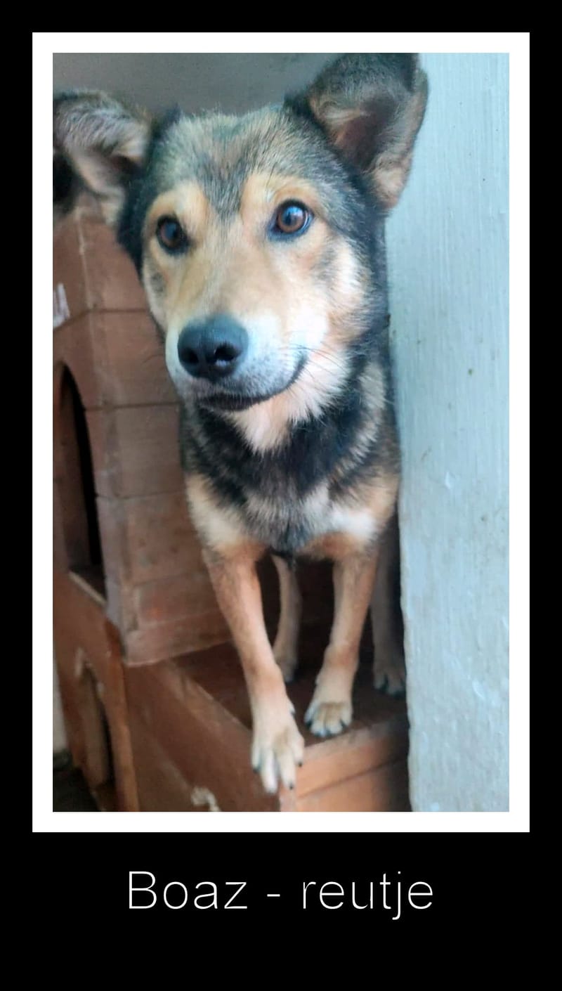 BOAZ: de onweerstaanbare knuffelheld vol liefde 💖