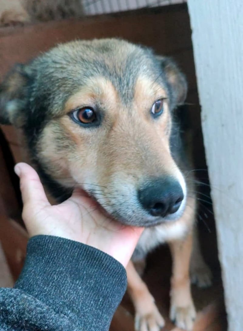 BOAZ: de onweerstaanbare knuffelheld vol liefde 💖