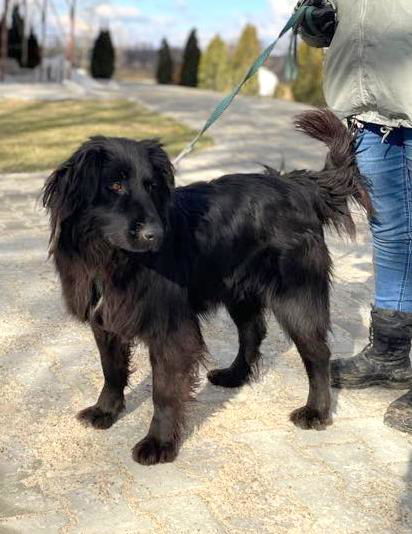 *** PRE RESERVATIE *** 🐾✨ Ontmoet F L Y N N E – jouw vrolijke beauty queen ✨🐾