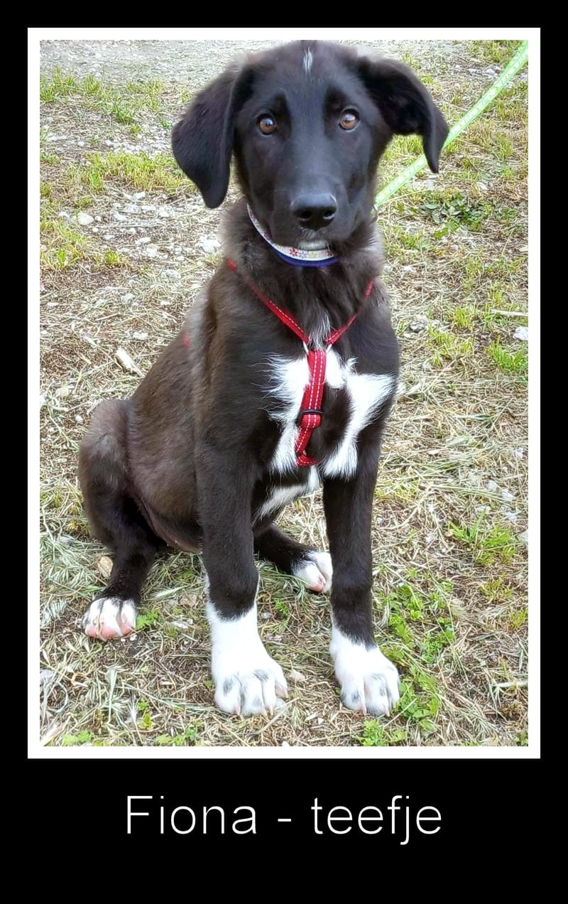 F I O N A  (F I E K E )