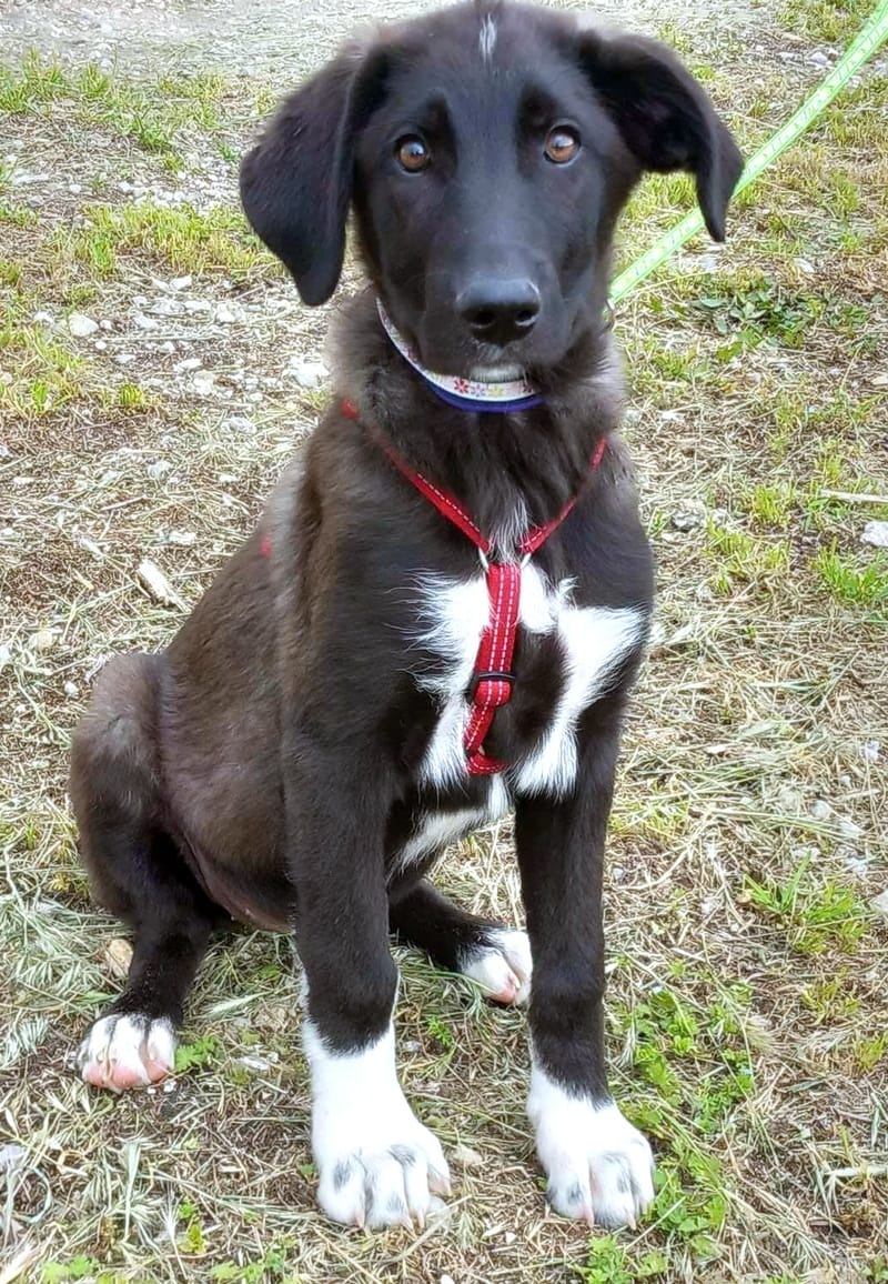 F I O N A  (F I E K E )