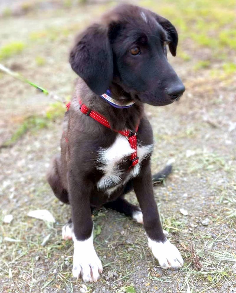 F I O N A  (F I E K E )