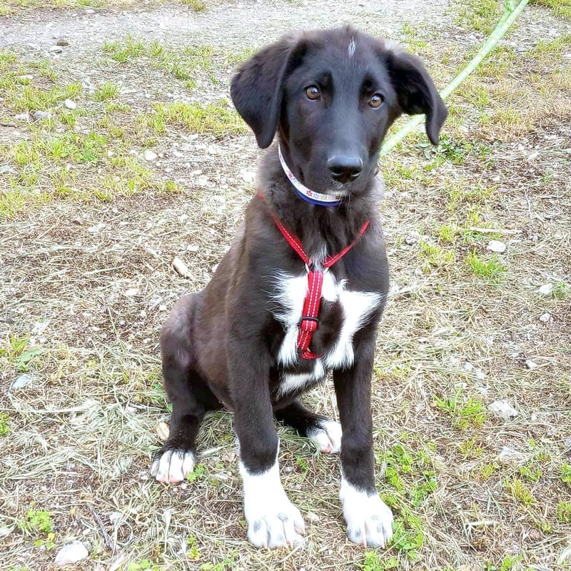 F I O N A  (F I E K E )