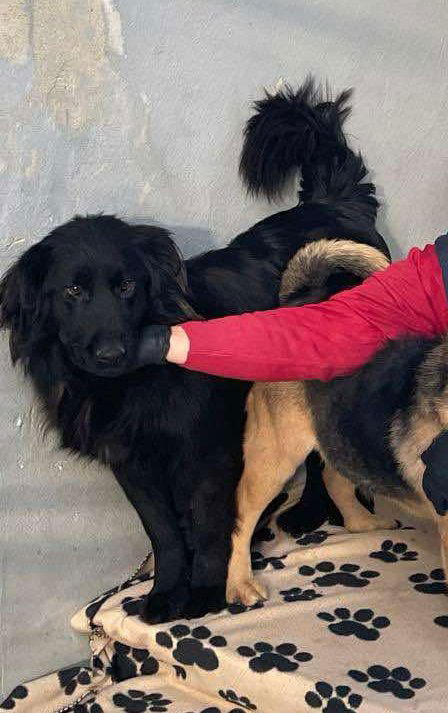 *** PRE RESERVATIE *** 🐾✨ Ontmoet F L Y N N E – jouw vrolijke beauty queen ✨🐾