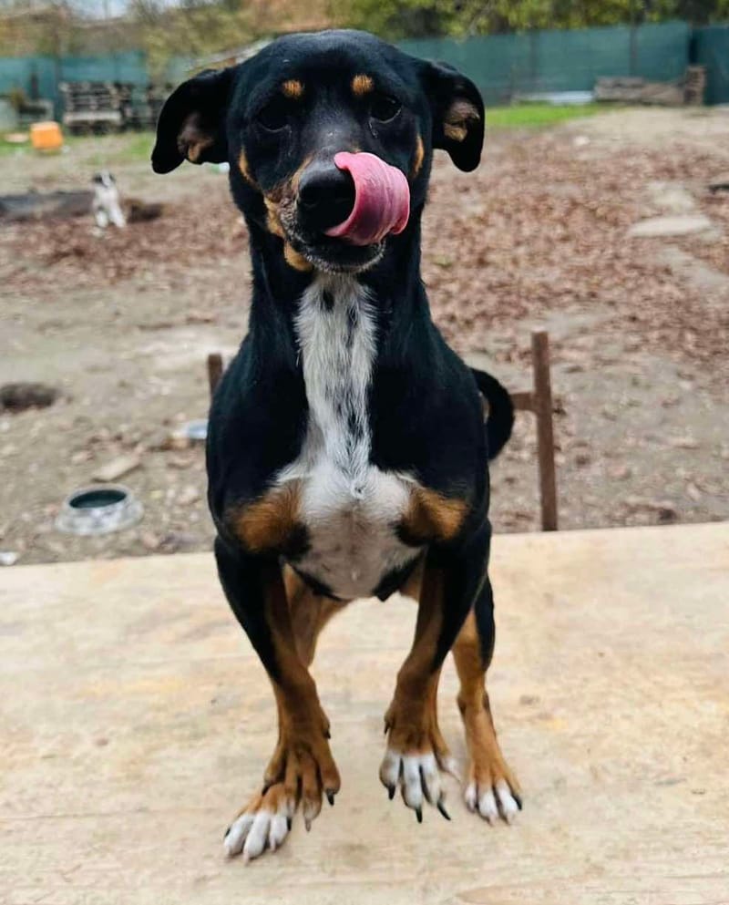 M U L L I E alias M U L A N