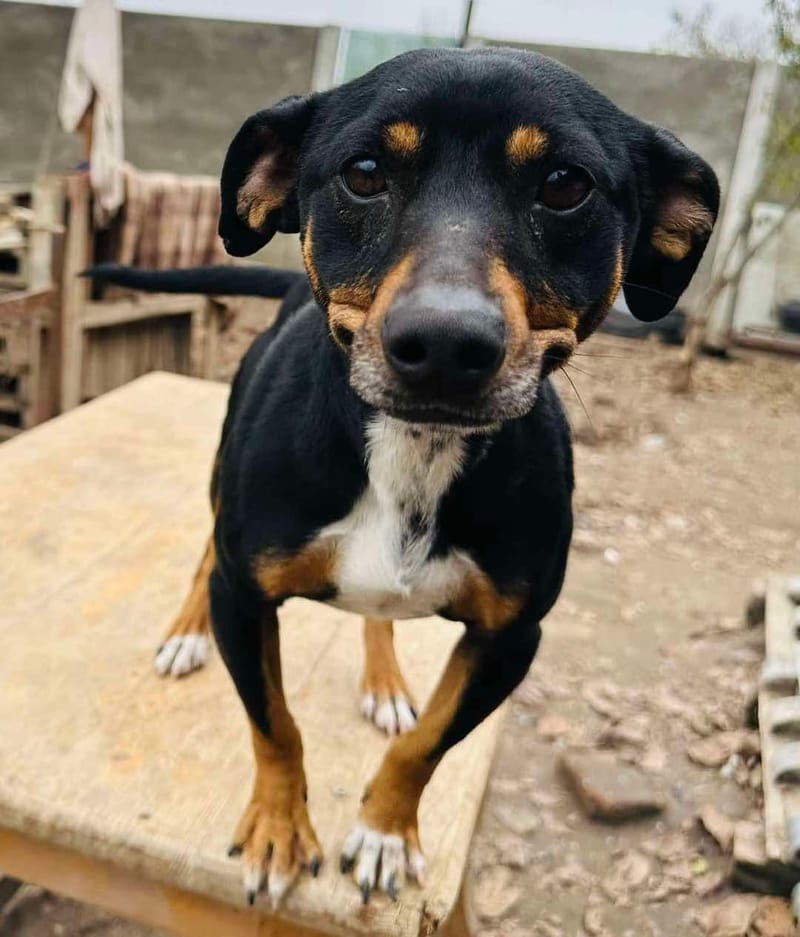 🌟 Mullie – het zonnestraaltje dat je hart verovert! ✨🐾